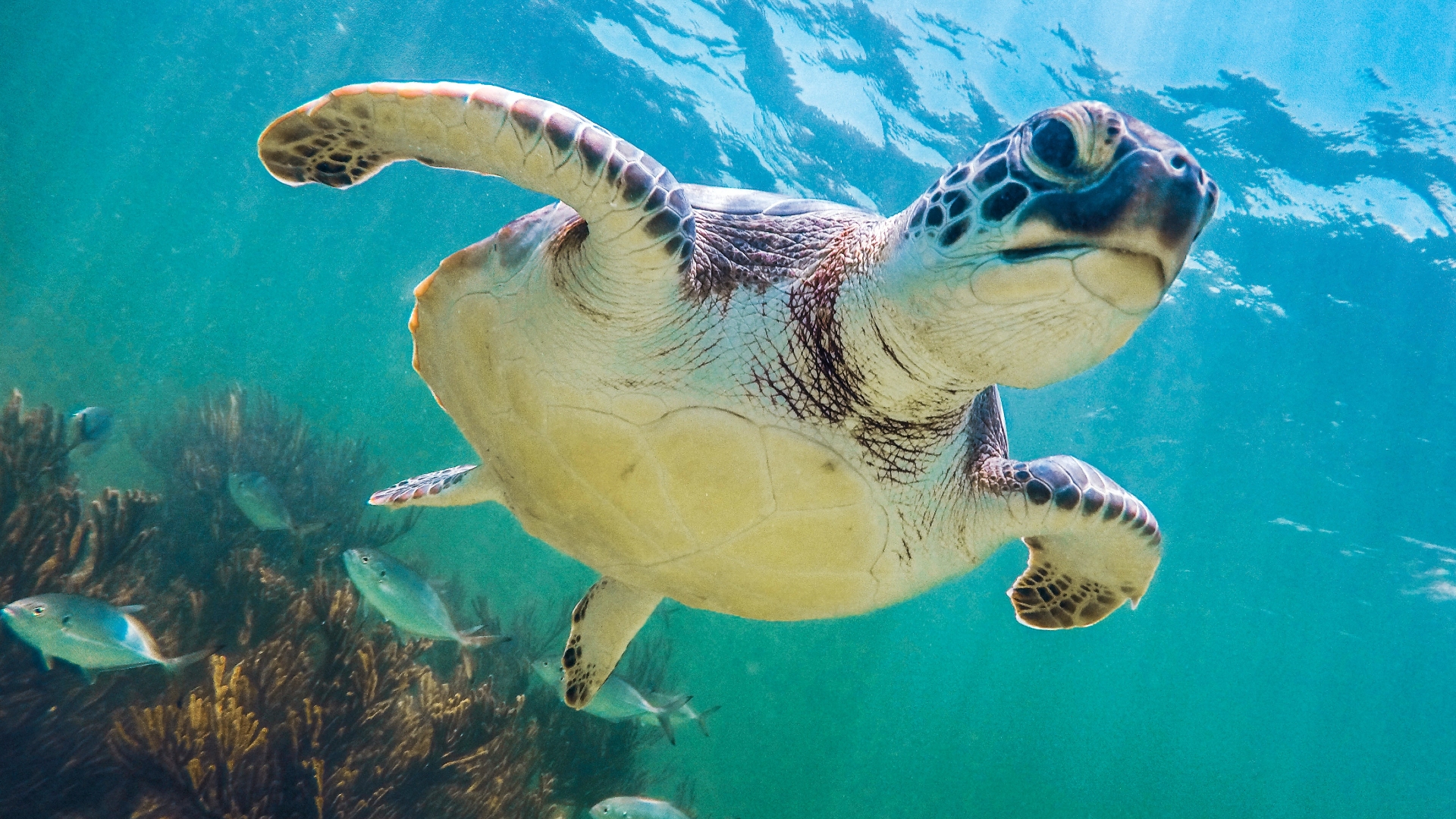 Tortuga marina nadando en el agua