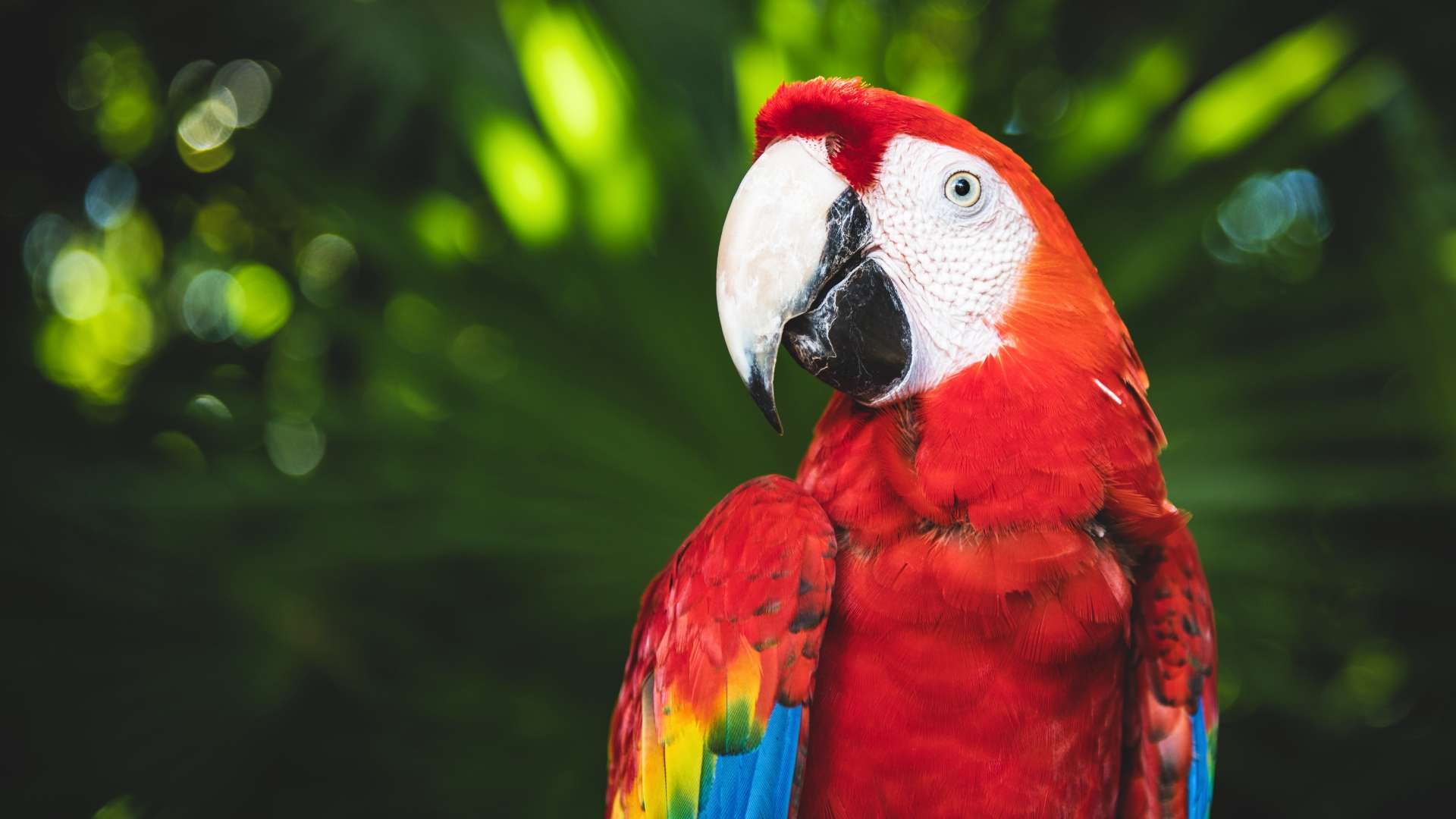 Plano corto de un guacamayo