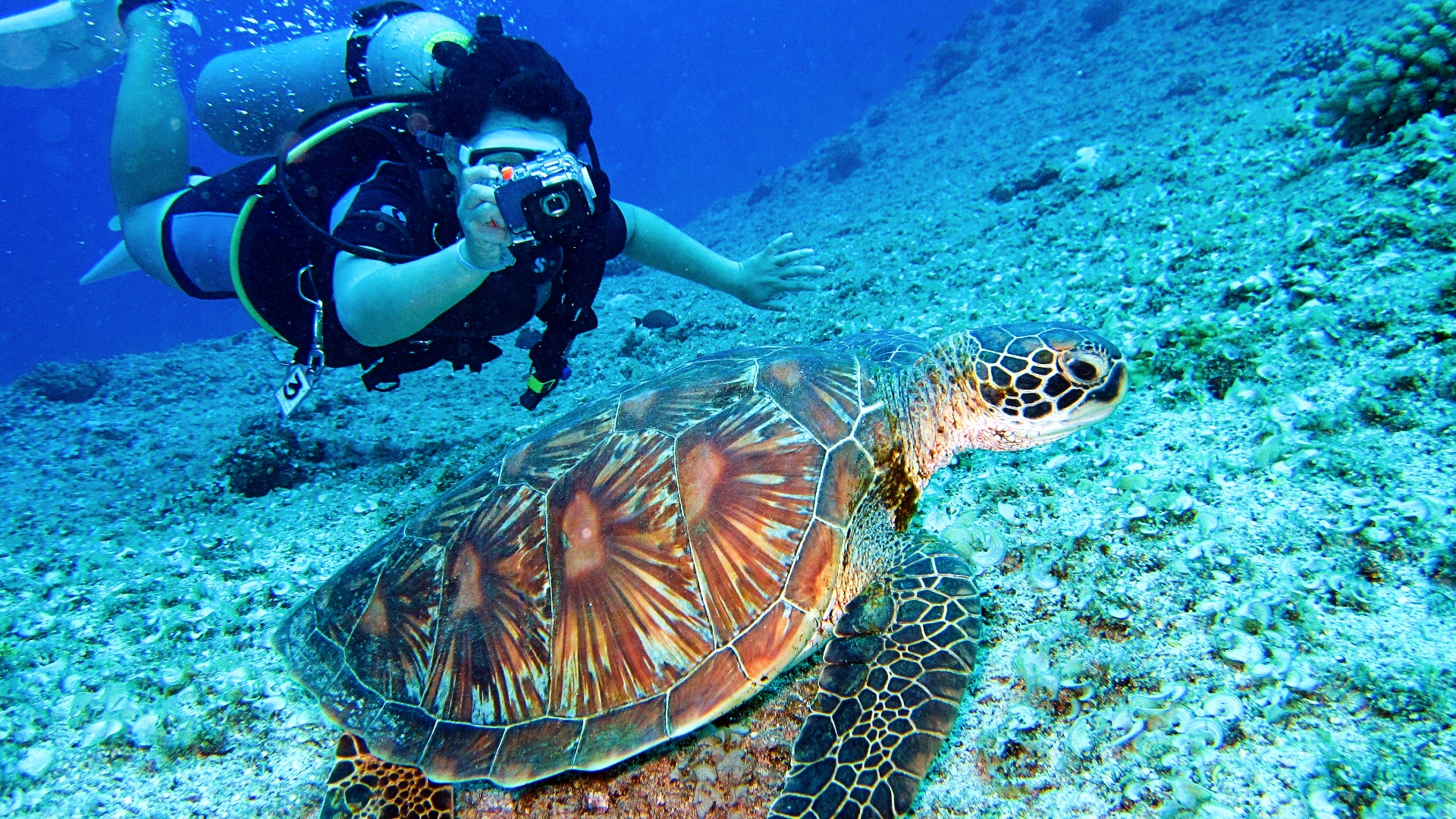 Un buzo fotografía una tortuga marina bajo el agua