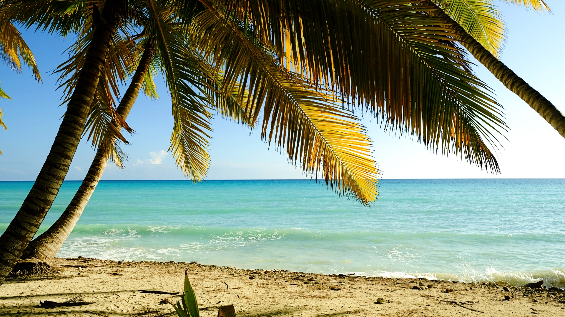 Luz del atardecer sobre una palmera en una de las playas de Isla Saona