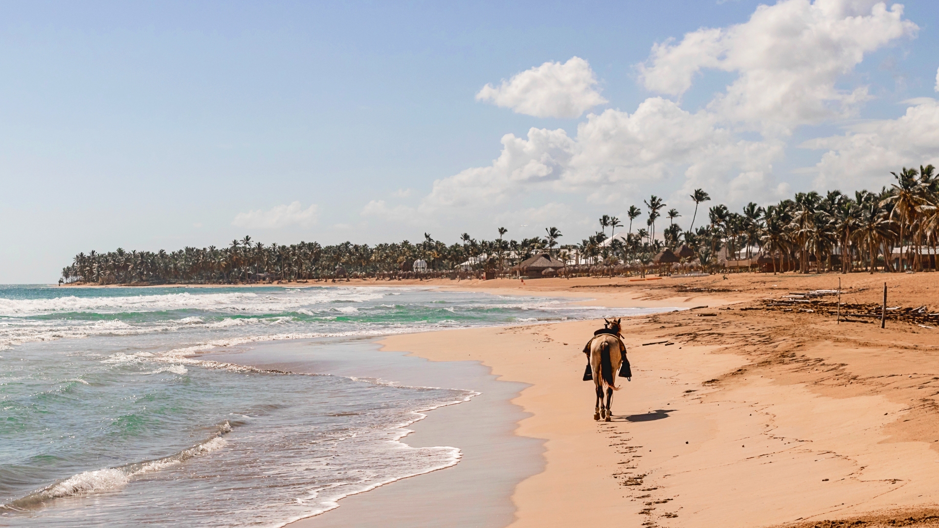 Caballo paseando por una playa caribeña