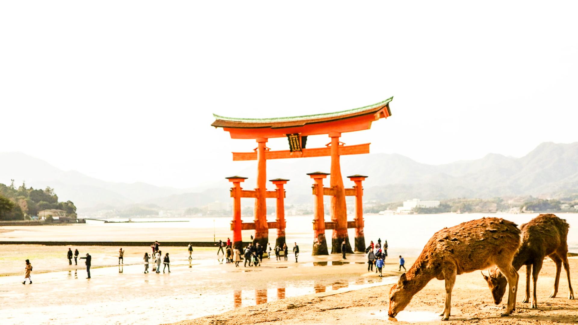 Ciervos bebiendo agua junto al torii de Miyajima Ciervos bebiendo agua junto al torii de Miyajima