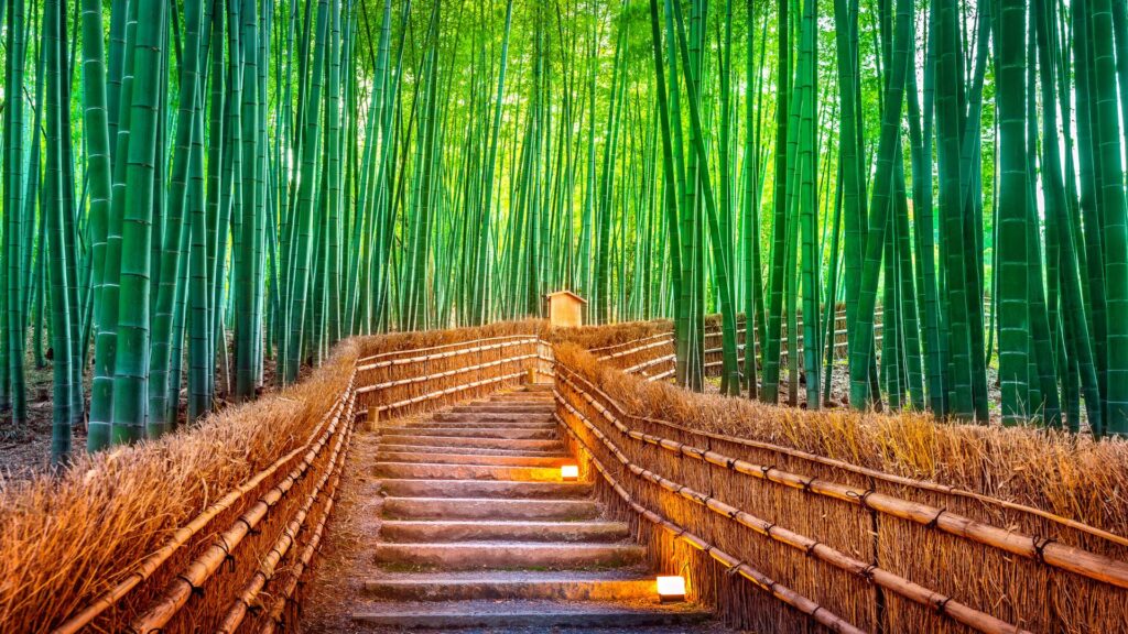 Paseo del Bosque de Bambú de Arashiyama