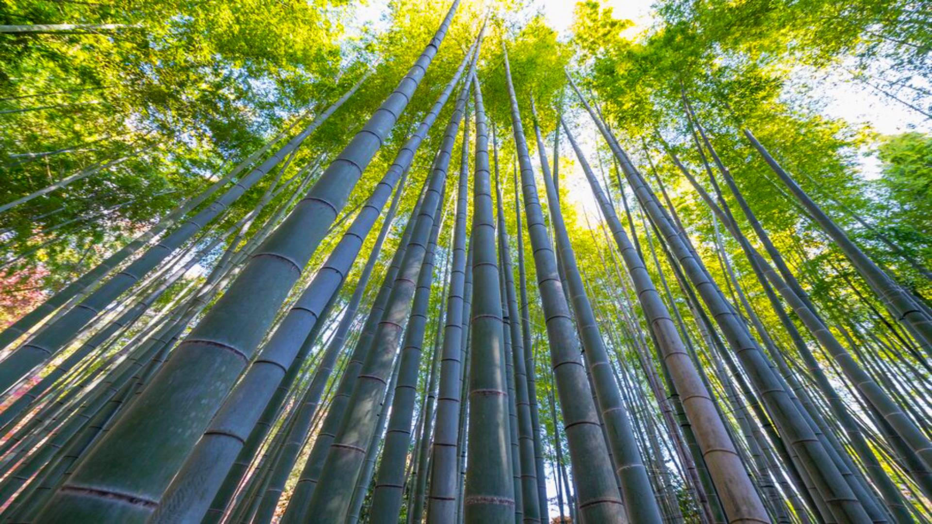 Bosque de Bambú de Arashiyama