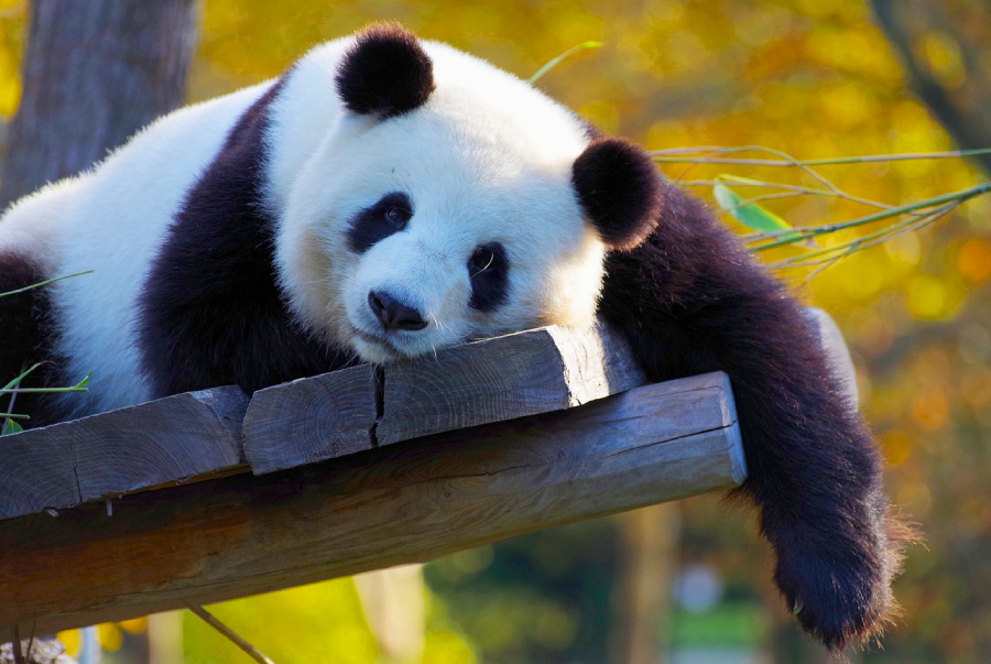 Oso panda en el zoológico de Ueno Oso panda en el zoológico de Ueno