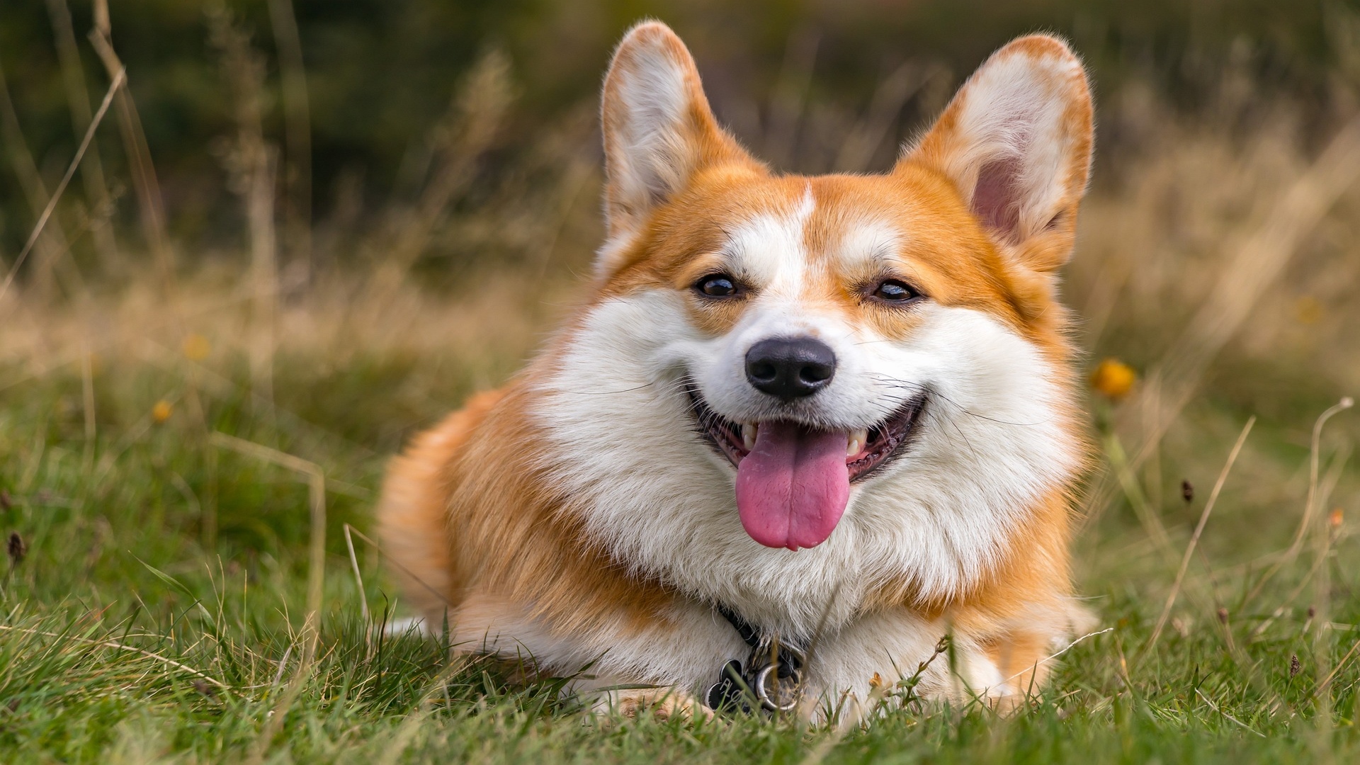 Corgi sonriendo