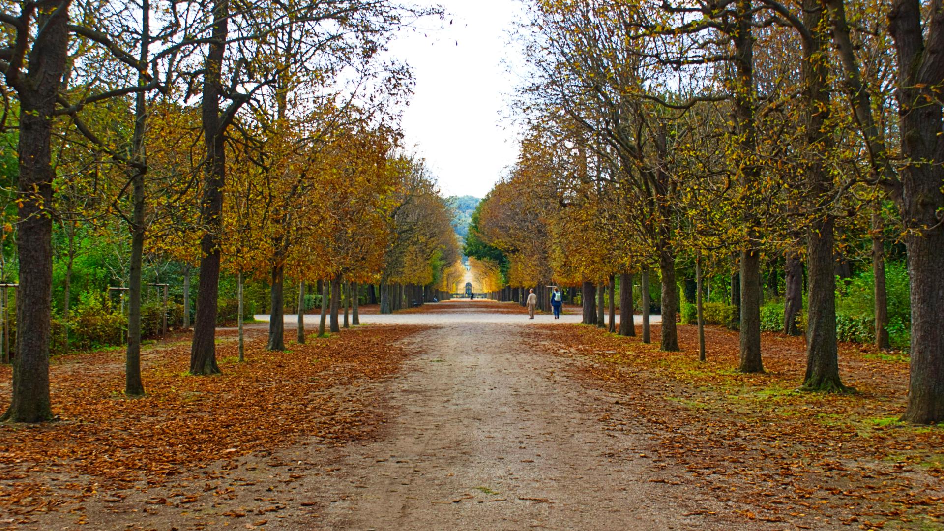 Camino arbolado que atraviesa el parque Prater de Viena