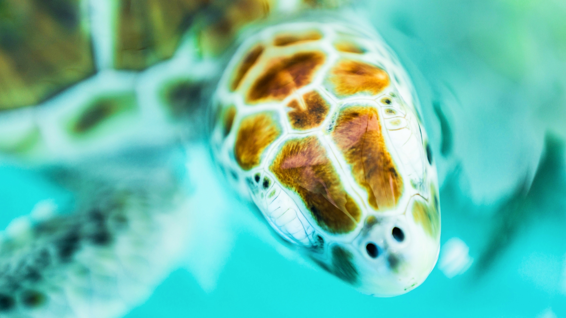 Primer plano contrapicado de una tortuga bebé