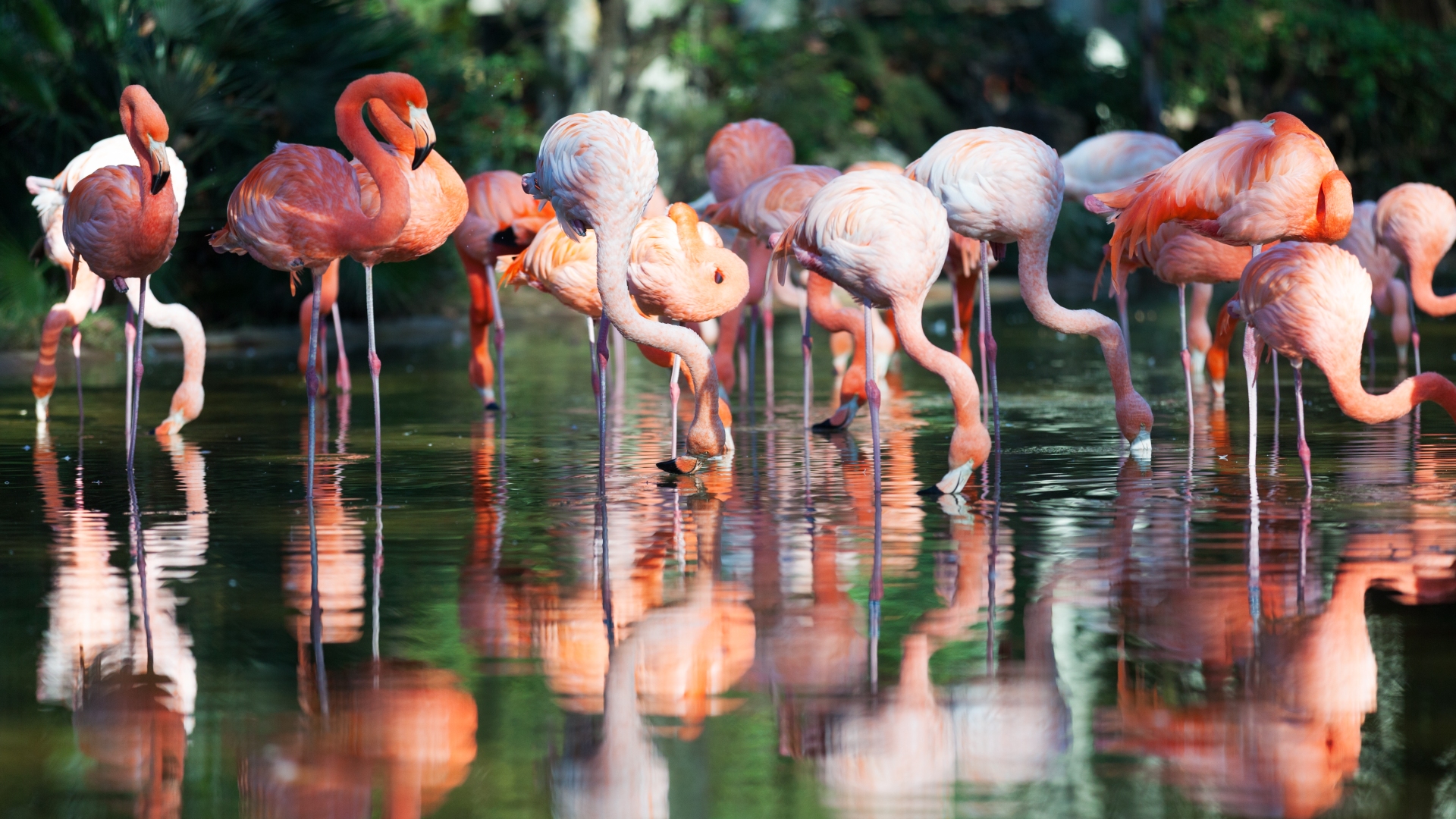 Grupo de flamencos rosas en una laguna