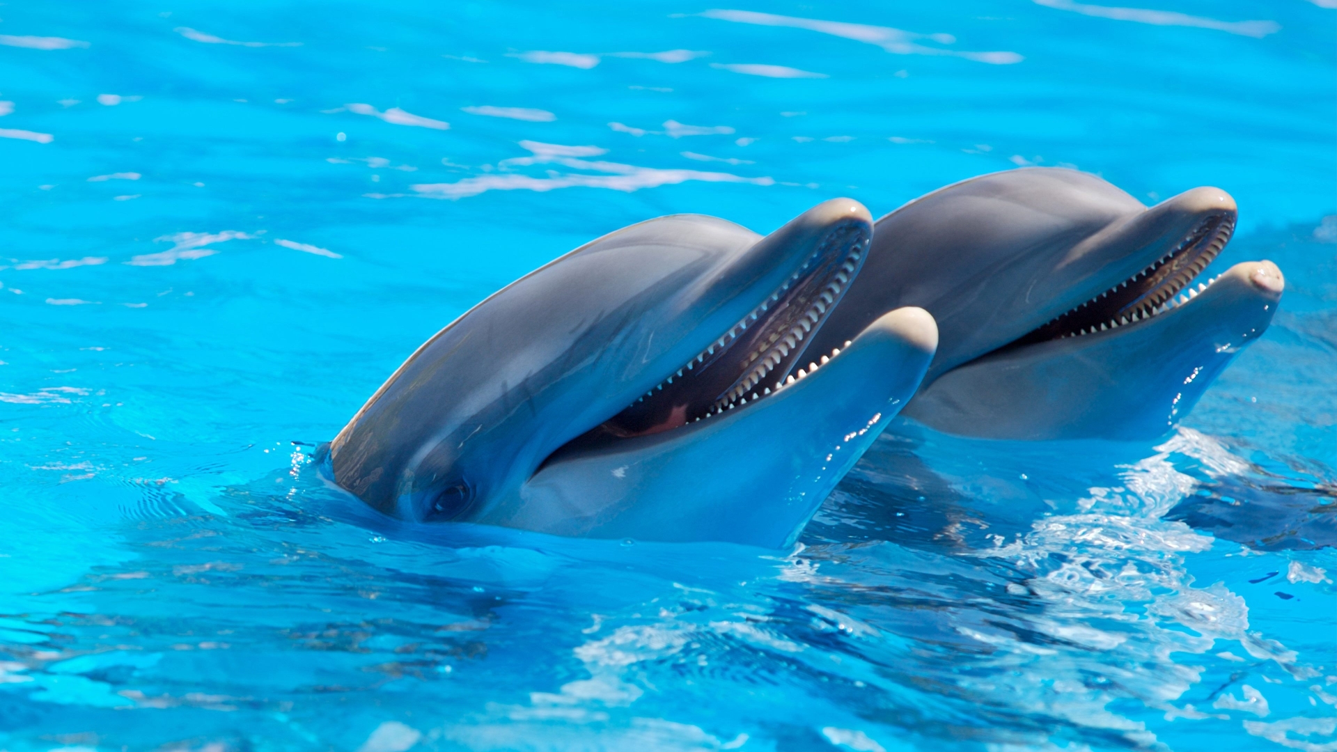Dos delfines en plano corto emergen del agua