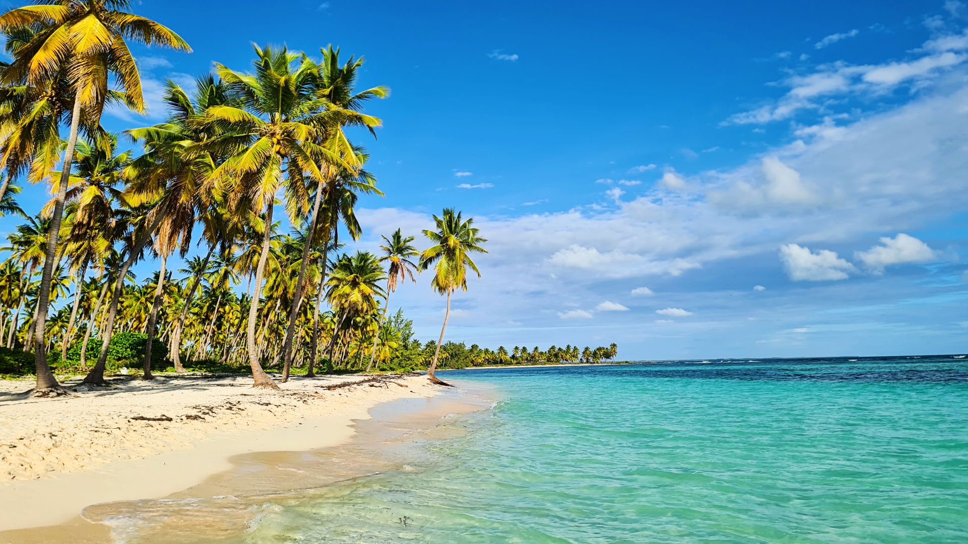 Cocoteros en una de las playas de Isla Saona Cocoteros en una de las playas de Isla Saona