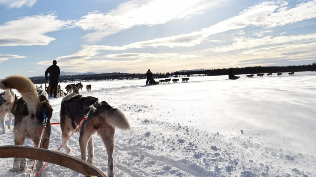 Trineos tirados por perros en Levi