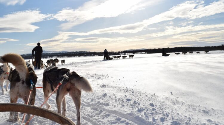 Trineos tirados por perros en Levi