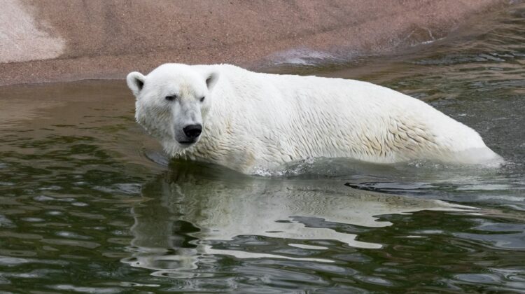 Oso polar del zoológico de animales árticos de Ranua