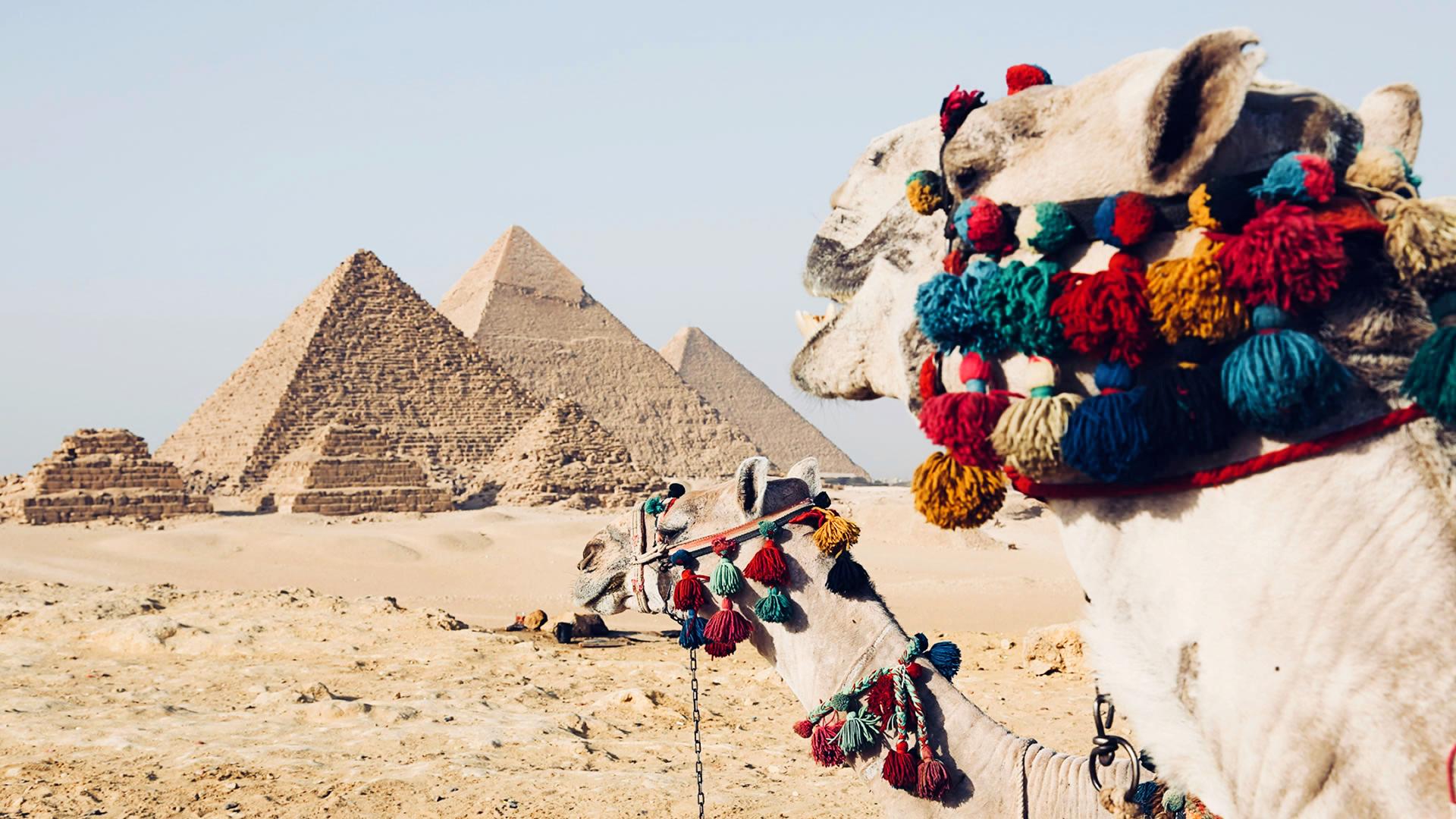 Camellos junto a las pirámides de Giza en El Cairo