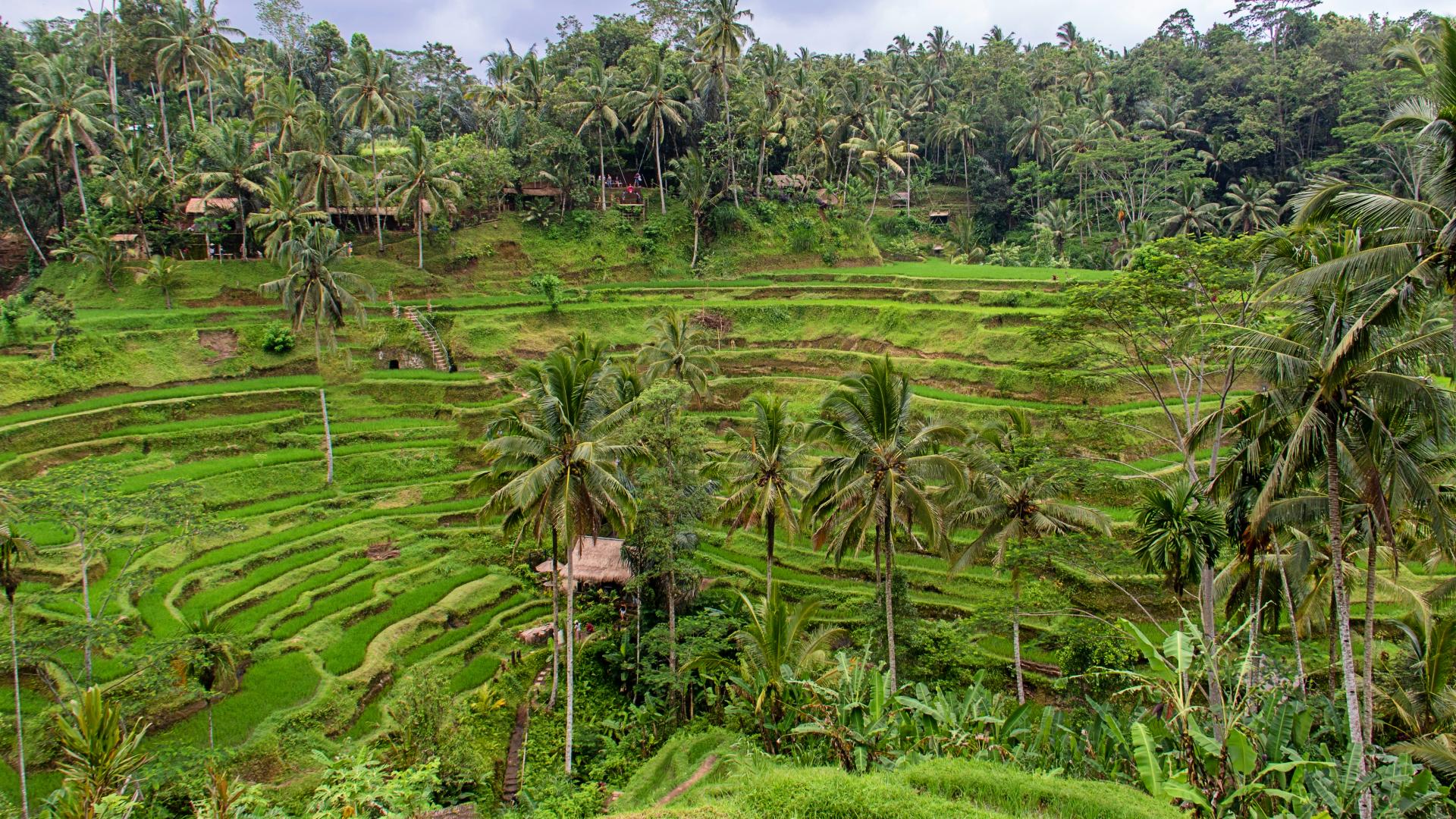 Arrozales de Tegalalang en Bali Arrozales de Tegalalang en Bali