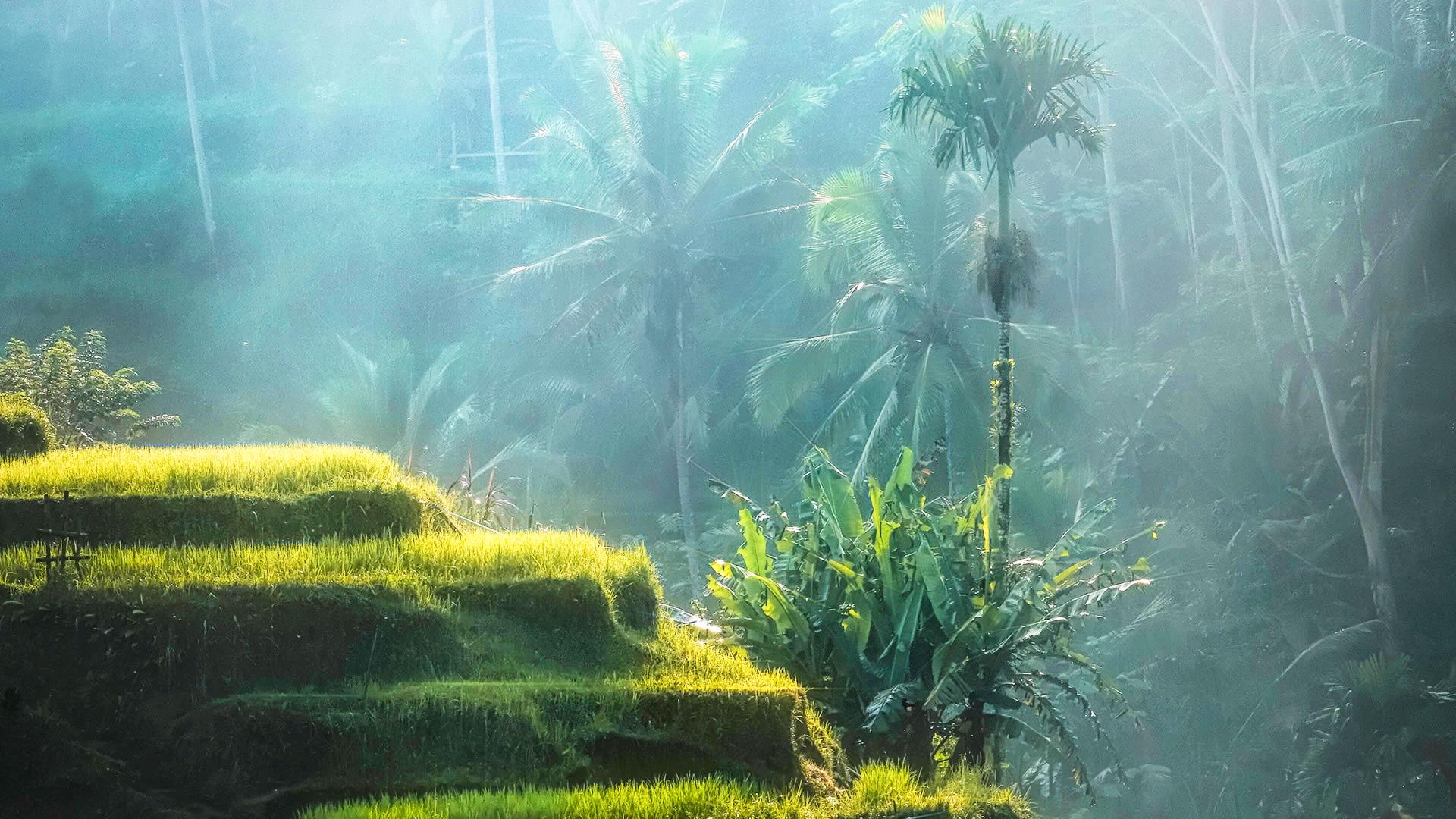 Terraza de cultivo en los Arrozales de Tegalalang en Bali Terraza de cultivo en los Arrozales de Tegalalang en Bali