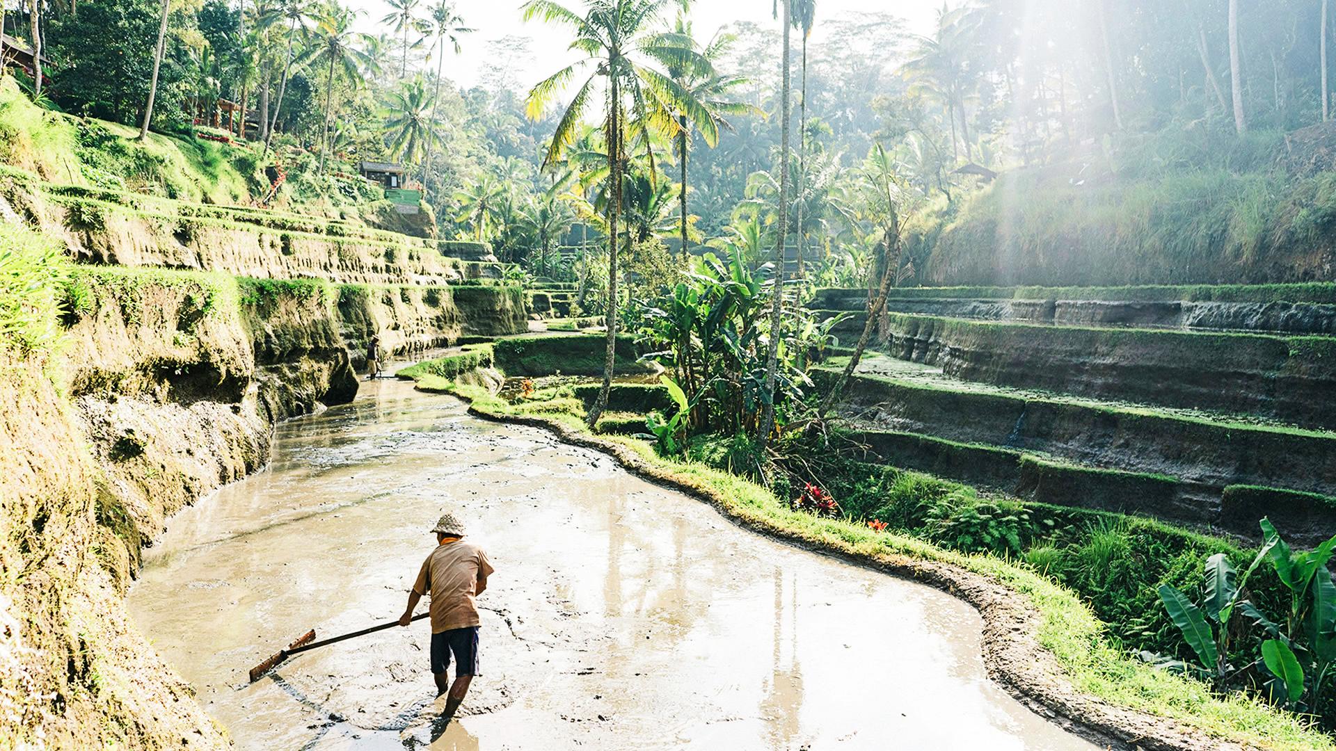 Trabajador en los Arrozales de Tegalalang de Bali Trabajador en los Arrozales de Tegalalang de Bali