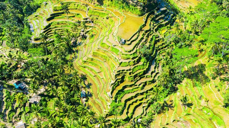 Vista aérea de los arrozales de Tegalalang en Bali