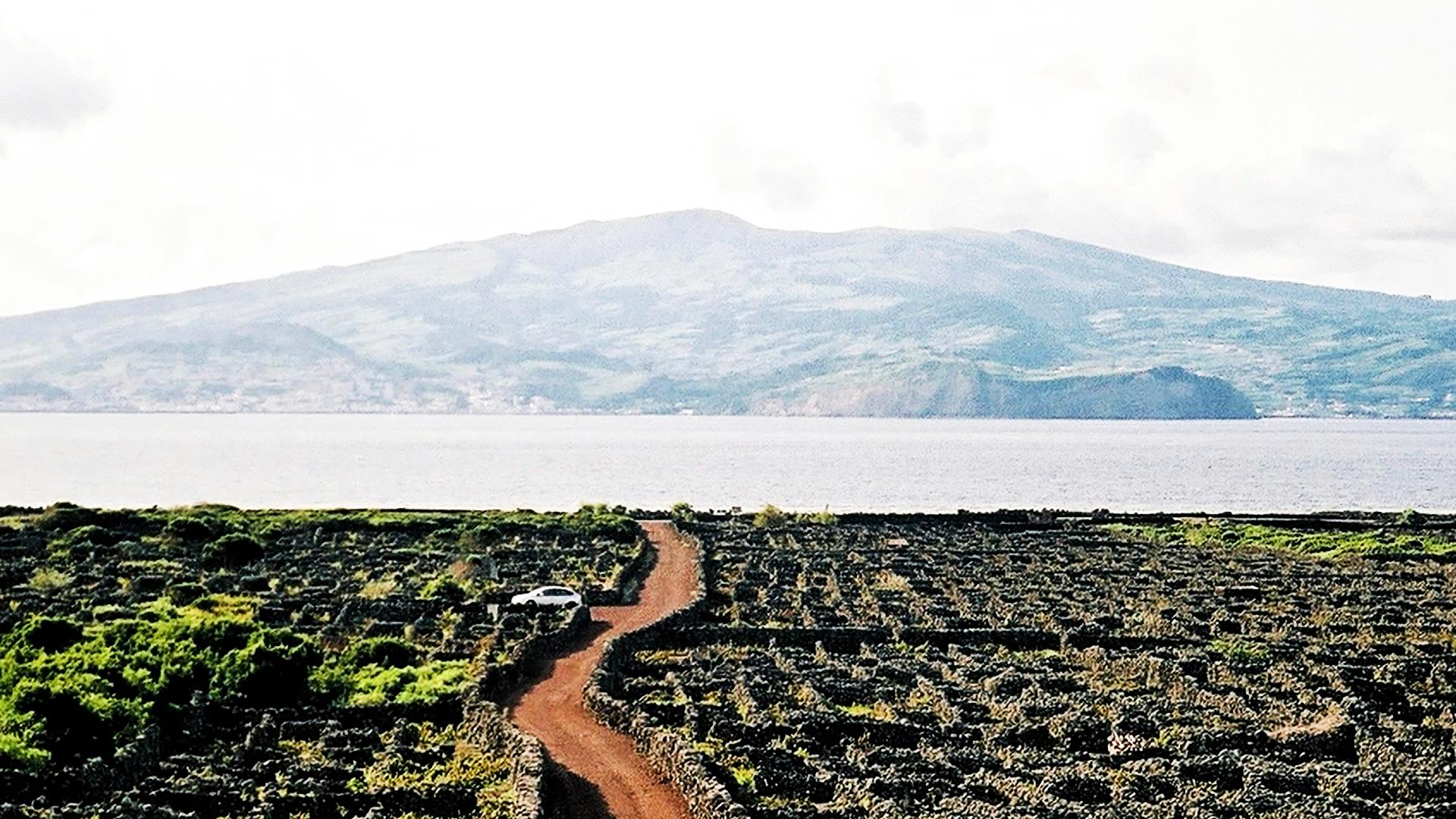 Viñedo de las azores donde las viñas son protegidas por muros de roca volcánica Viñedo de las azores donde las viñas son protegidas por muros de roca volcánica