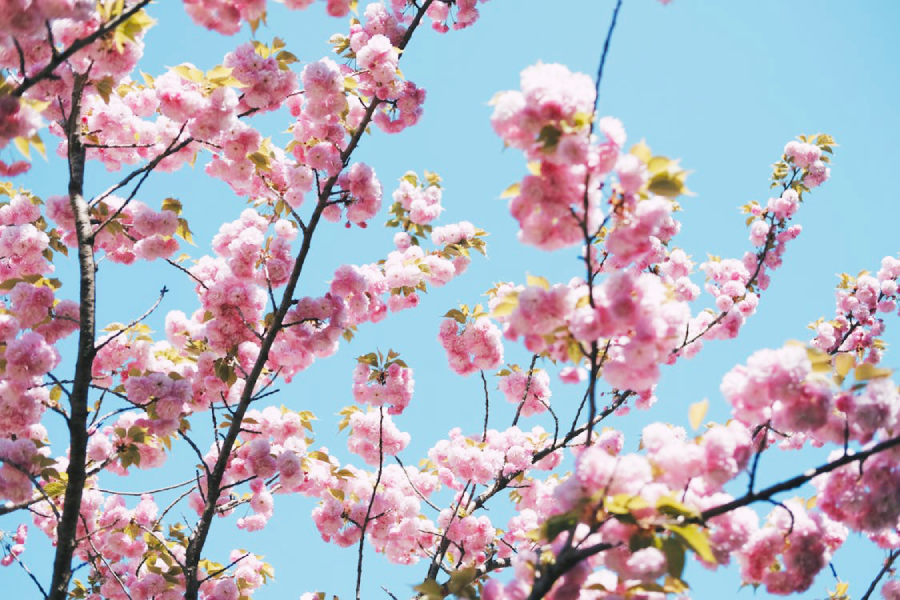 Flores de cerezo del Parque Ueno