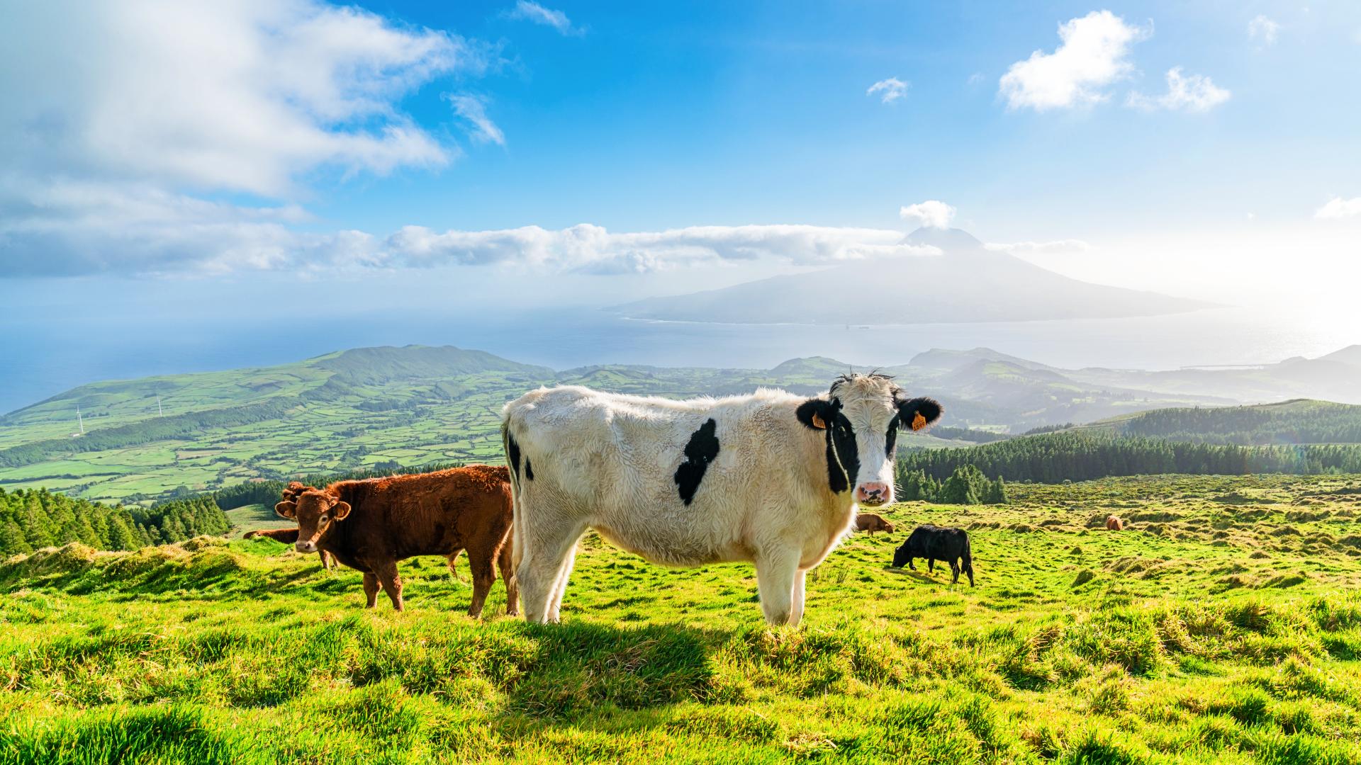 Vacas pastando en los verdes campos que rodean la Sierra de Cume, en Terceira Vacas pastando en los verdes campos que rodean la Sierra de Cume, en Terceira
