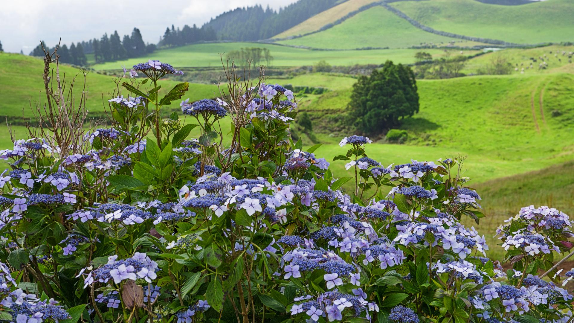 Hortensias delimitando las parcelas de los campos de Terceira Hortensias delimitando las parcelas de los campos de Terceira