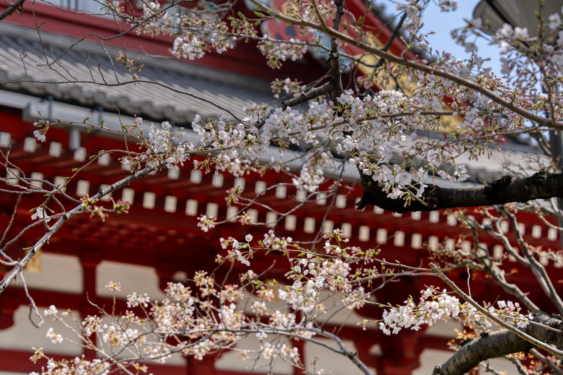 Fachada del templo Senso-ji tras el cerezo