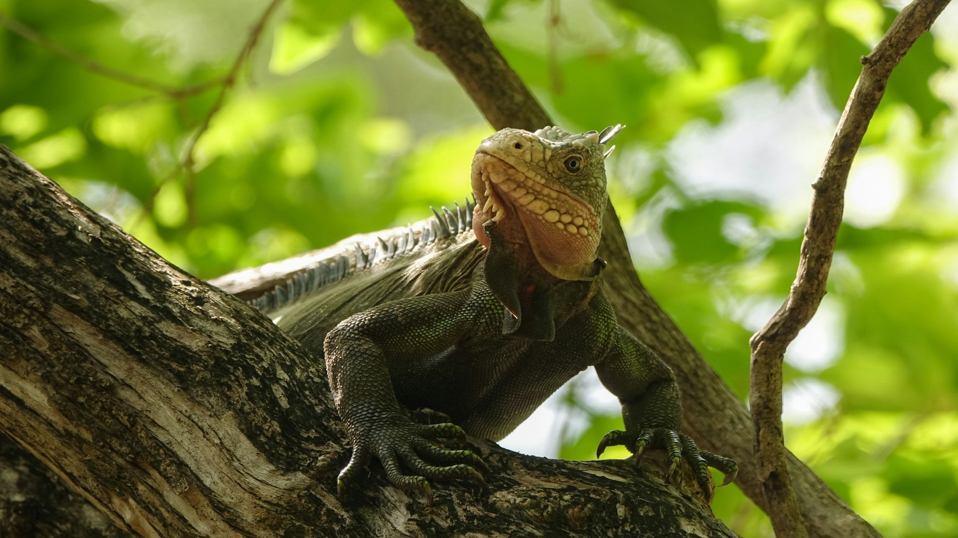 Ecosistema de las Antillas y especies exóticas