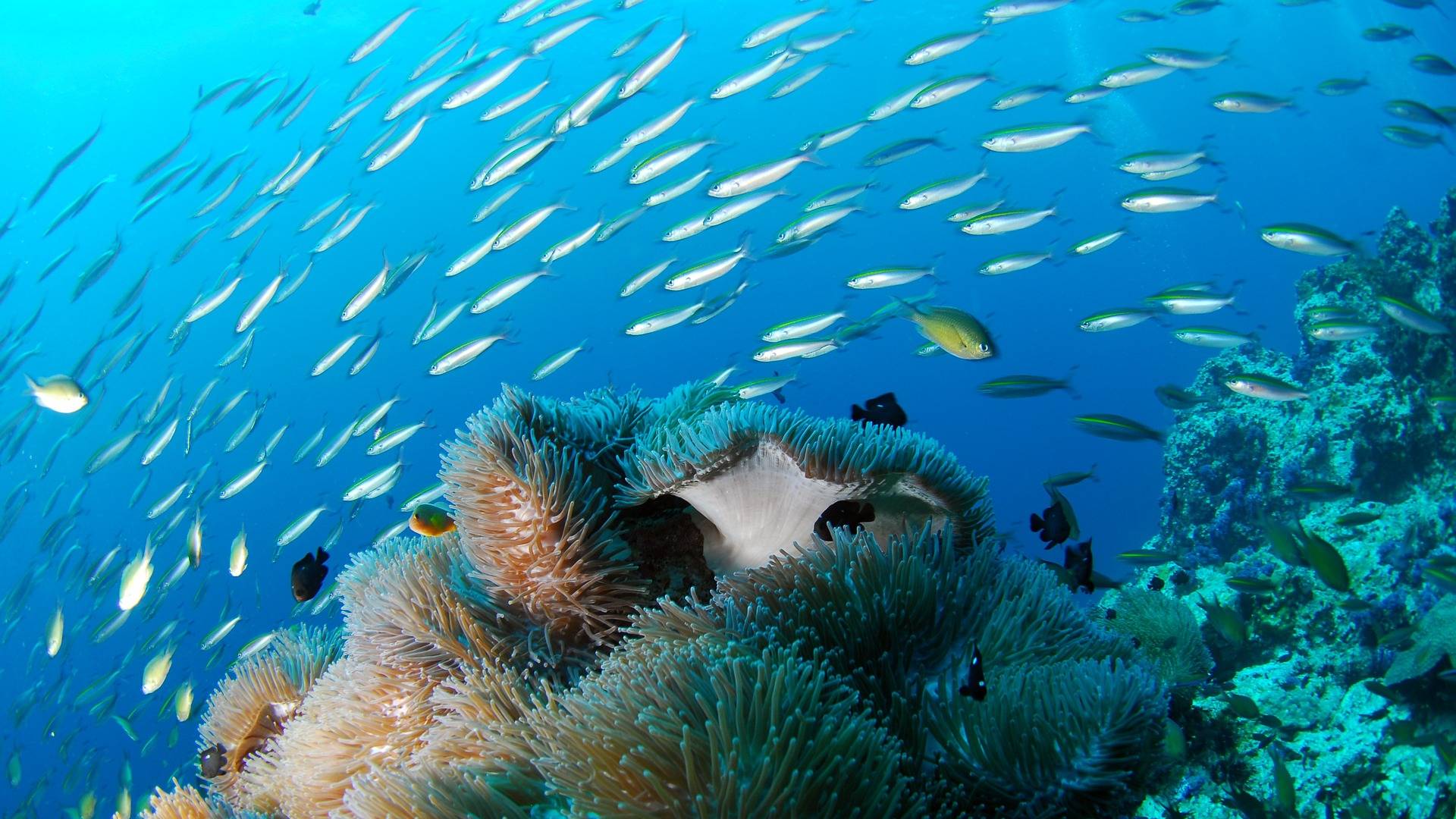 Buceo en Isla de Santiago Buceo en Isla de Santiago