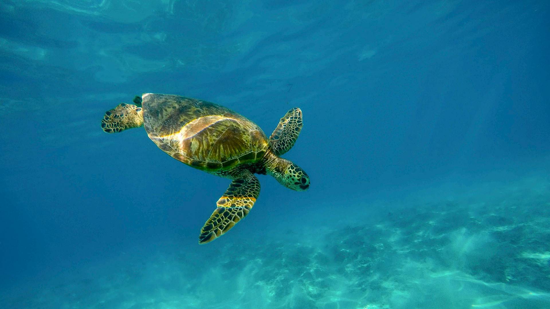 Tortugas en playa de Varandinha Tortugas en playa de Varandinha