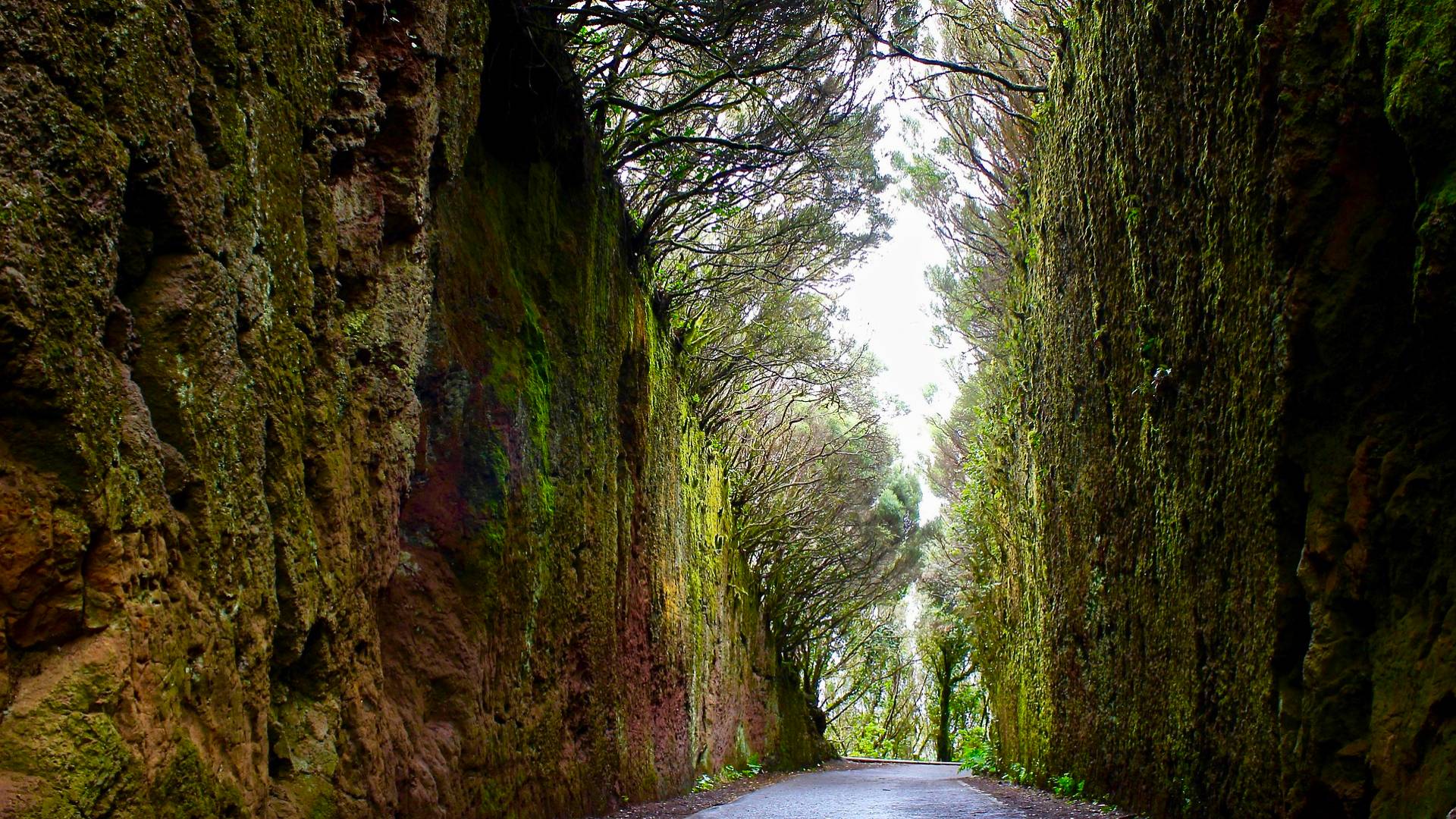 Parque Rural de Anaga cerca de la Laguna Parque Rural de Anaga cerca de la Laguna