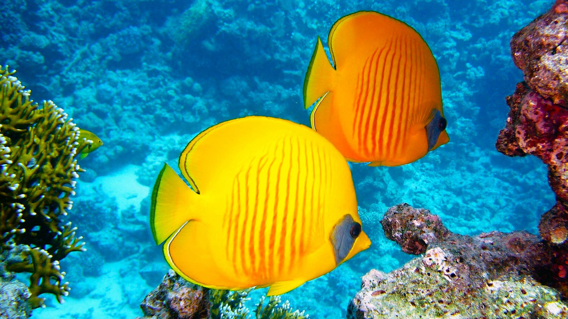 Biodiversidad marina en Cabo Verde