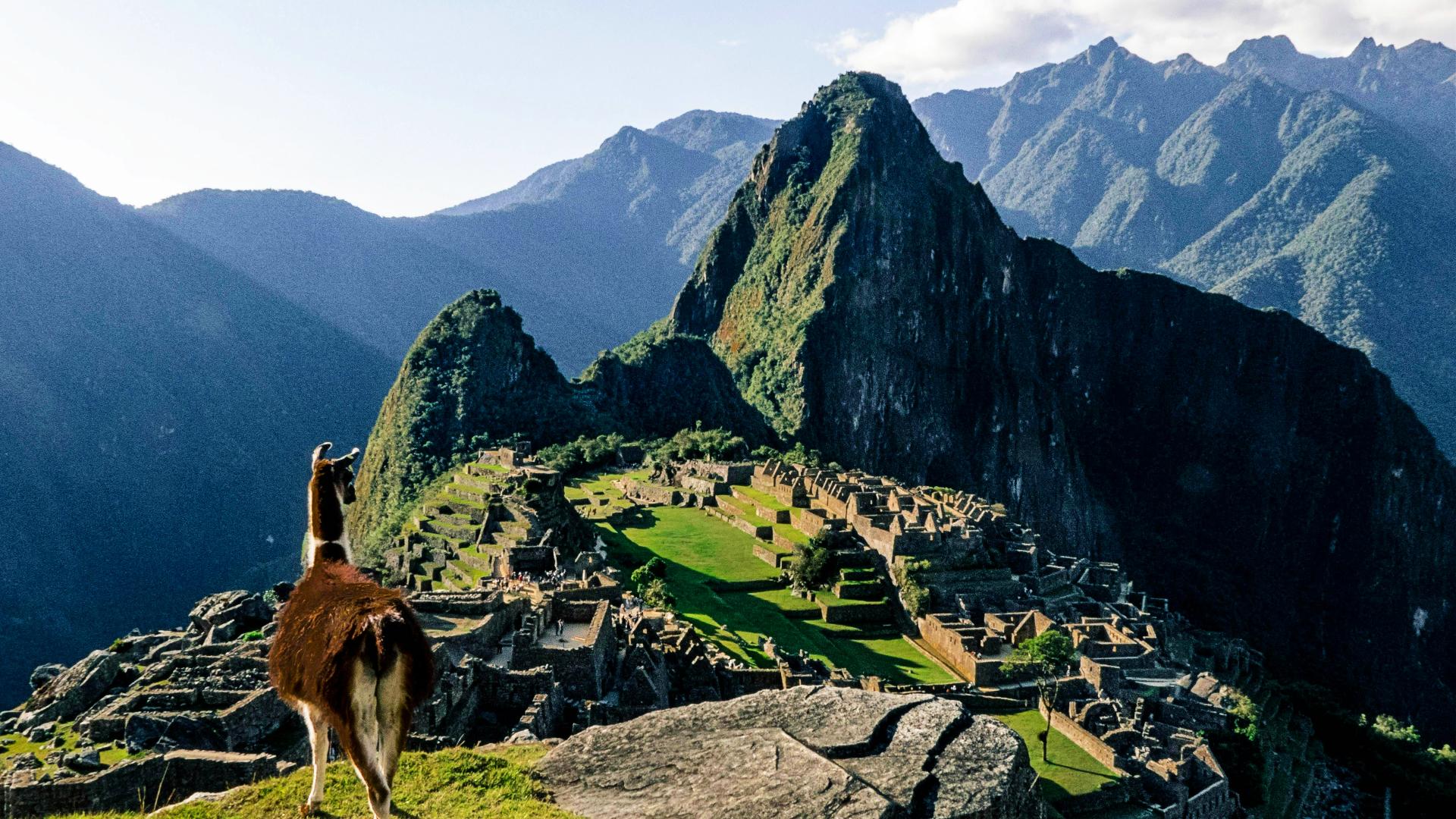 Llama observando el complejo arqueológico de Machu Picchu
