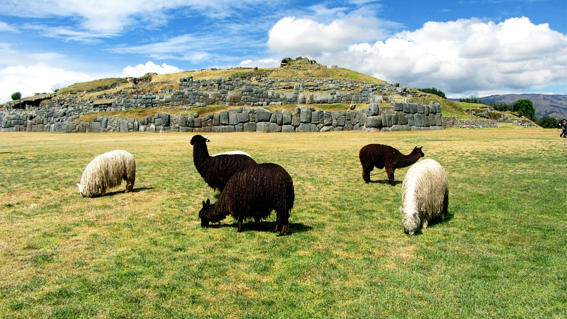 Llamas y alpacas en Saqsaywaman