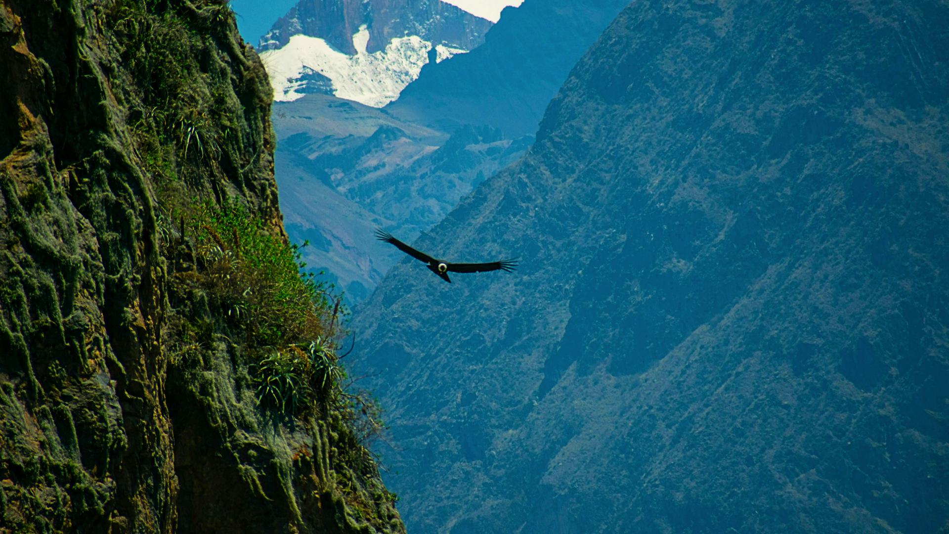 condor-canon-del-colca-andes Vuelo del cóndor de los Andes