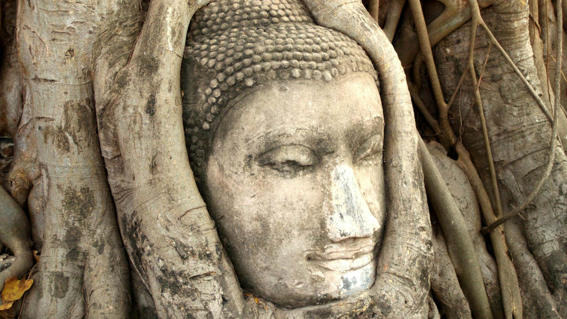 Cabeza de Buda las raíces de un árbol en Wat Mahathat