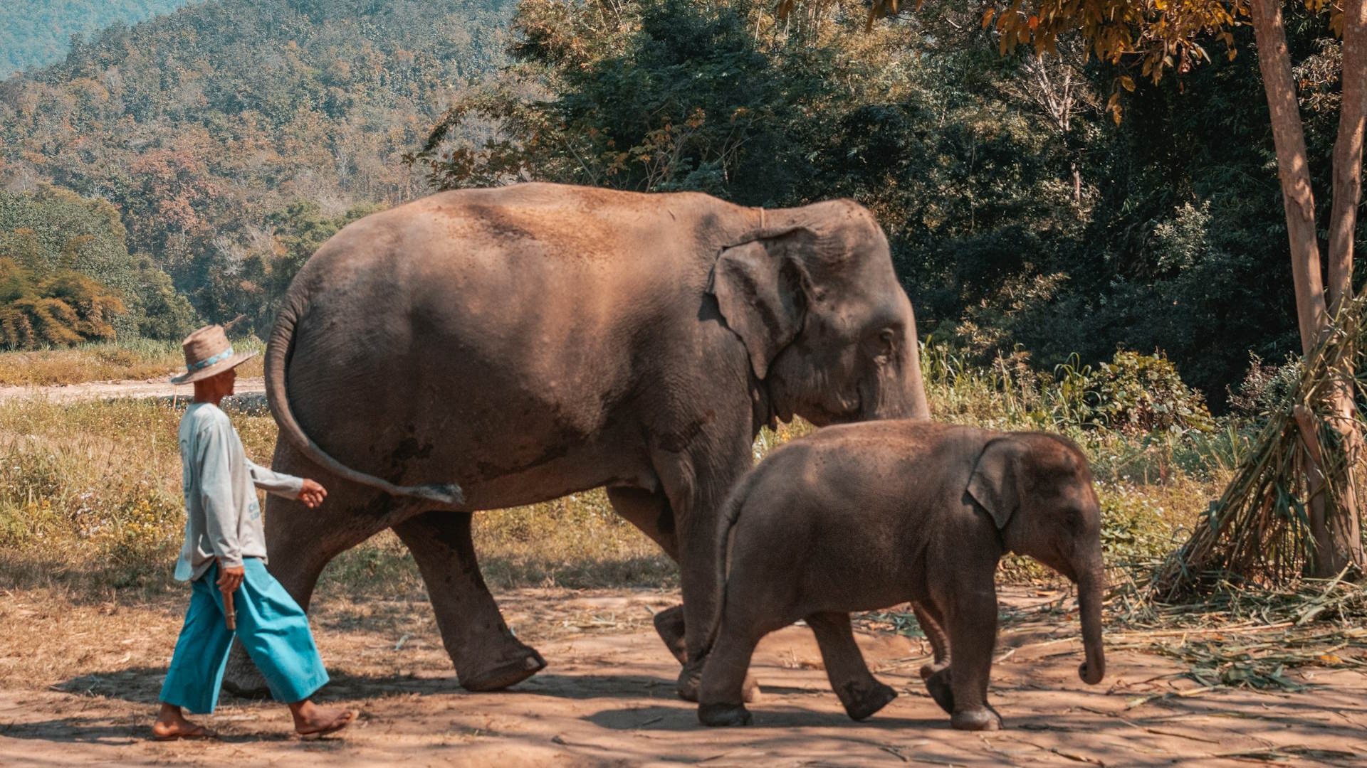 Elefantes del centro de conservación de Chiang Mai