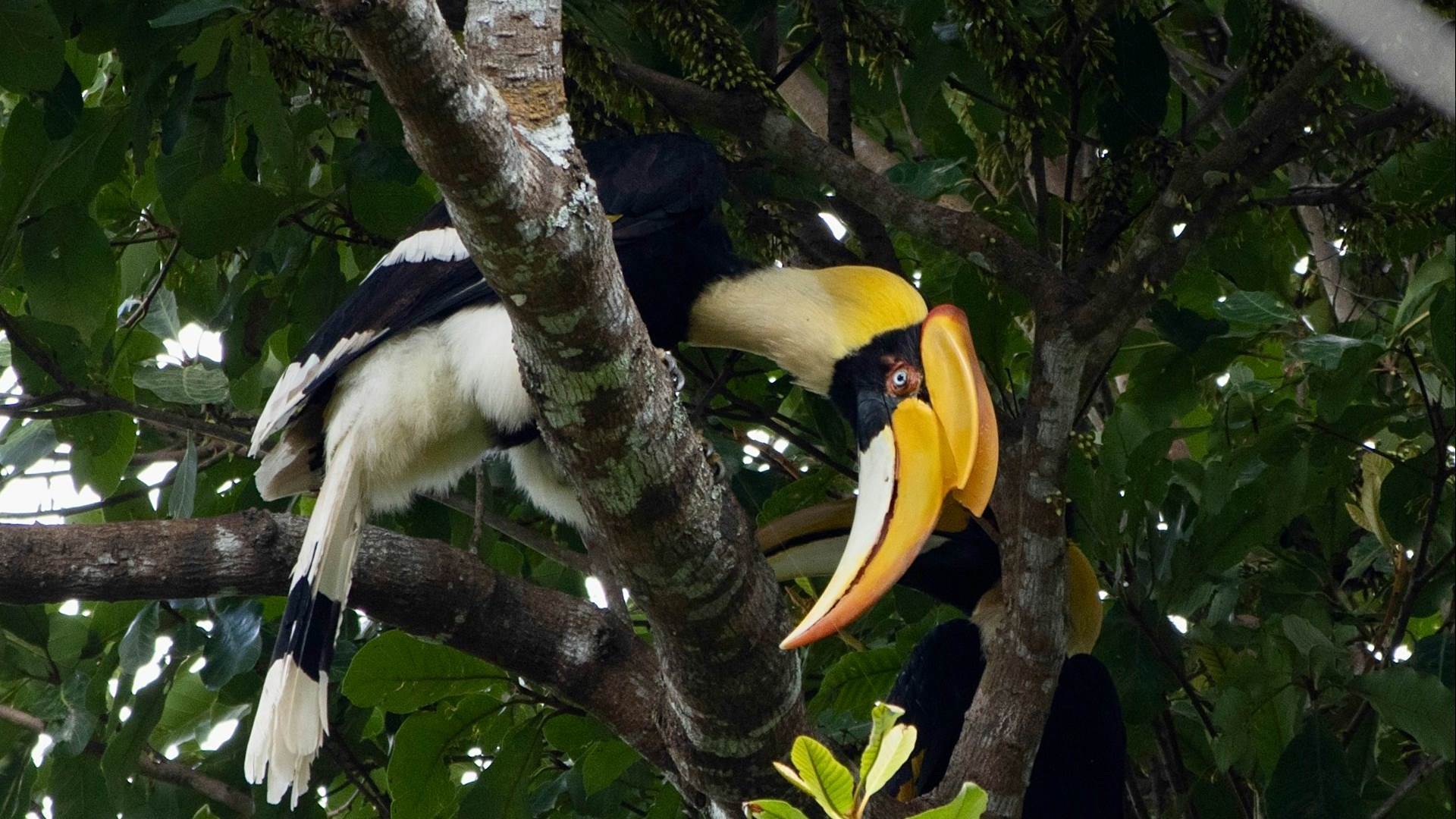 Un Cálao bicorne en el Parque Nacional de Khao Yai