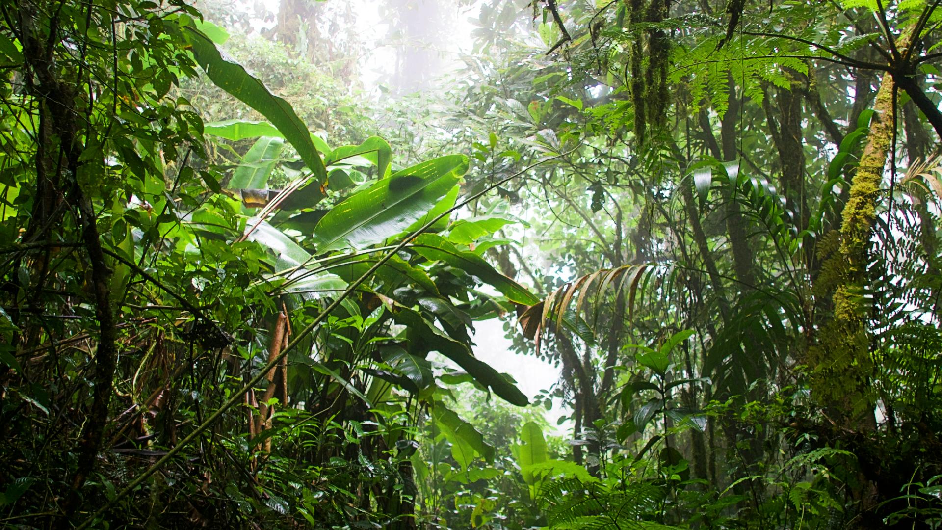bosque-nuboso-monteverde-costa-rica Ambiente de un sendero del bosque nuboso de Monteverde rodeado de vegetación