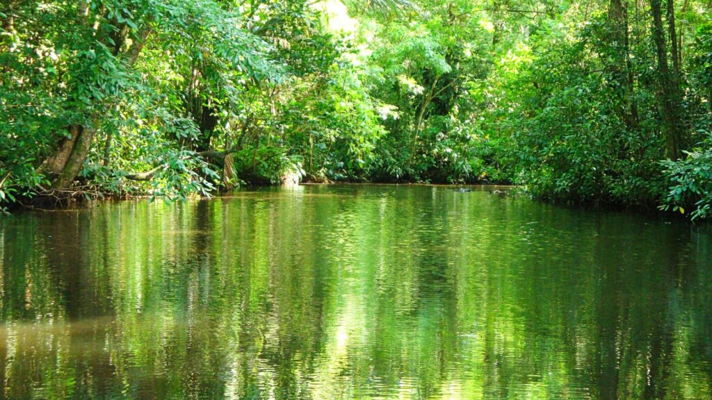 Canal atravesando la selva costarricense en el Parque Tortuguero
