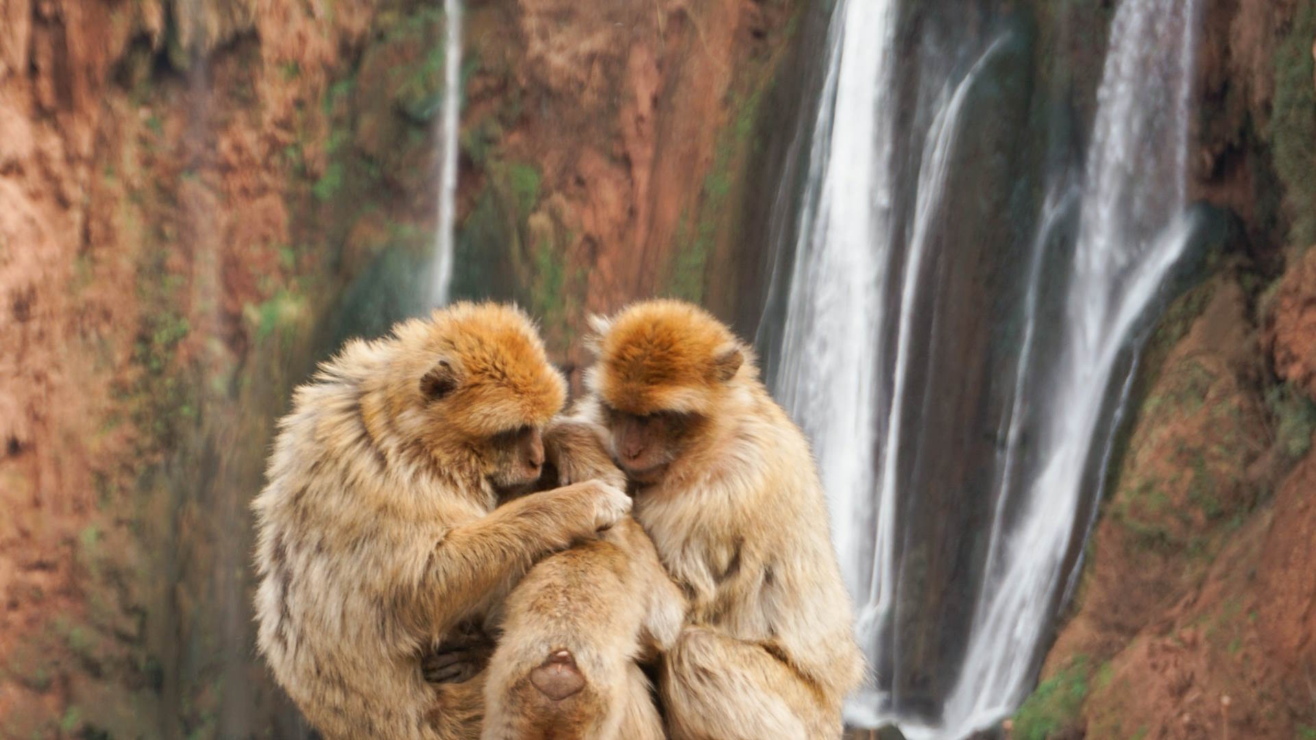 Monos de Berbería en las Cascadas de Ouzoud Monos de Berbería en las Cascadas de Ouzoud