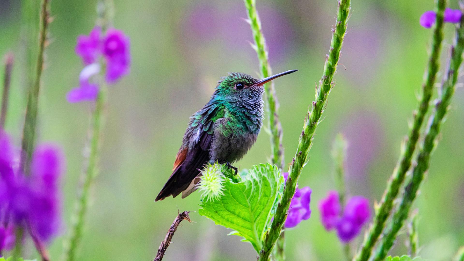 colibri-costa-rica Colibrí con tonos verdes sobre una planta con flores moradas
