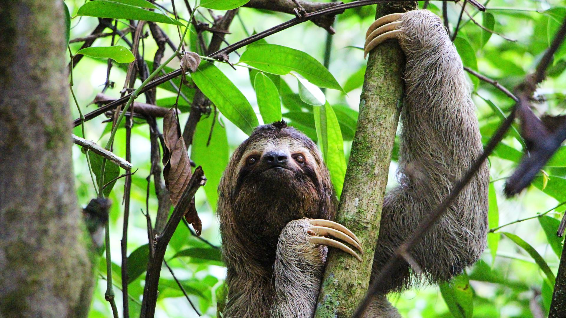 perezoso-tres-dedos-manuel-antonio-costa-rica Perezoso de tres dedos en una rama del Parque Manuel Antonio en Costa Rica