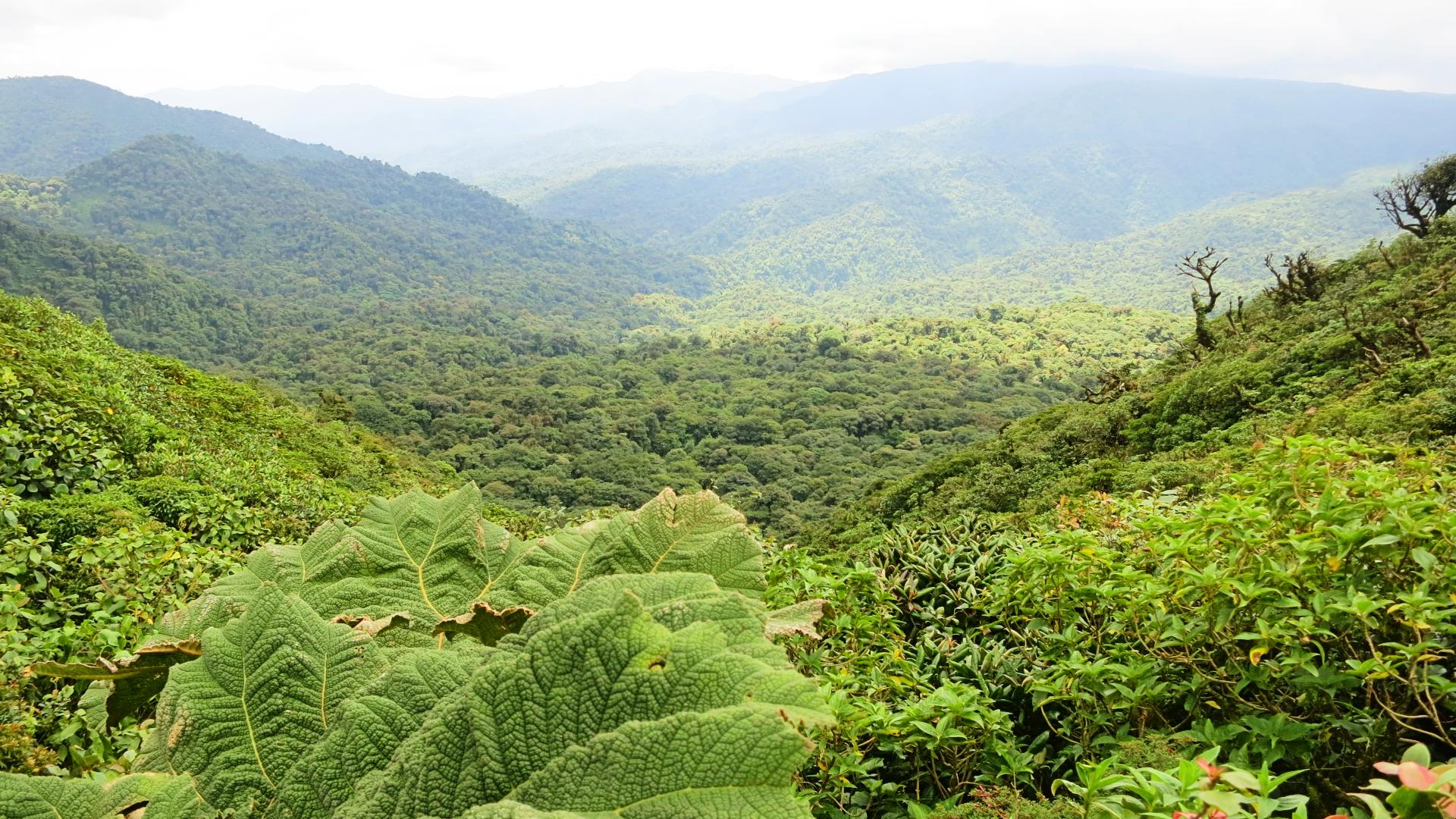 reserva-bosque-nuboso-monteverde Vista panorámica del bosque nuboso de Monteverde en Costa Rica