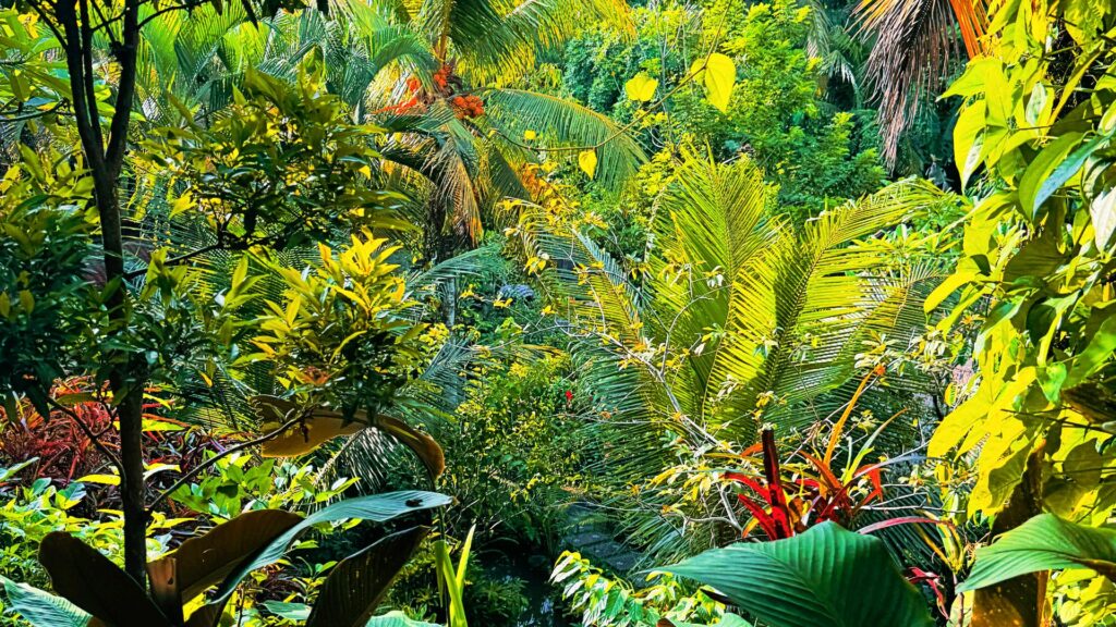 Selva tropical del Parque Nacional Corcovado en Costa Rica
