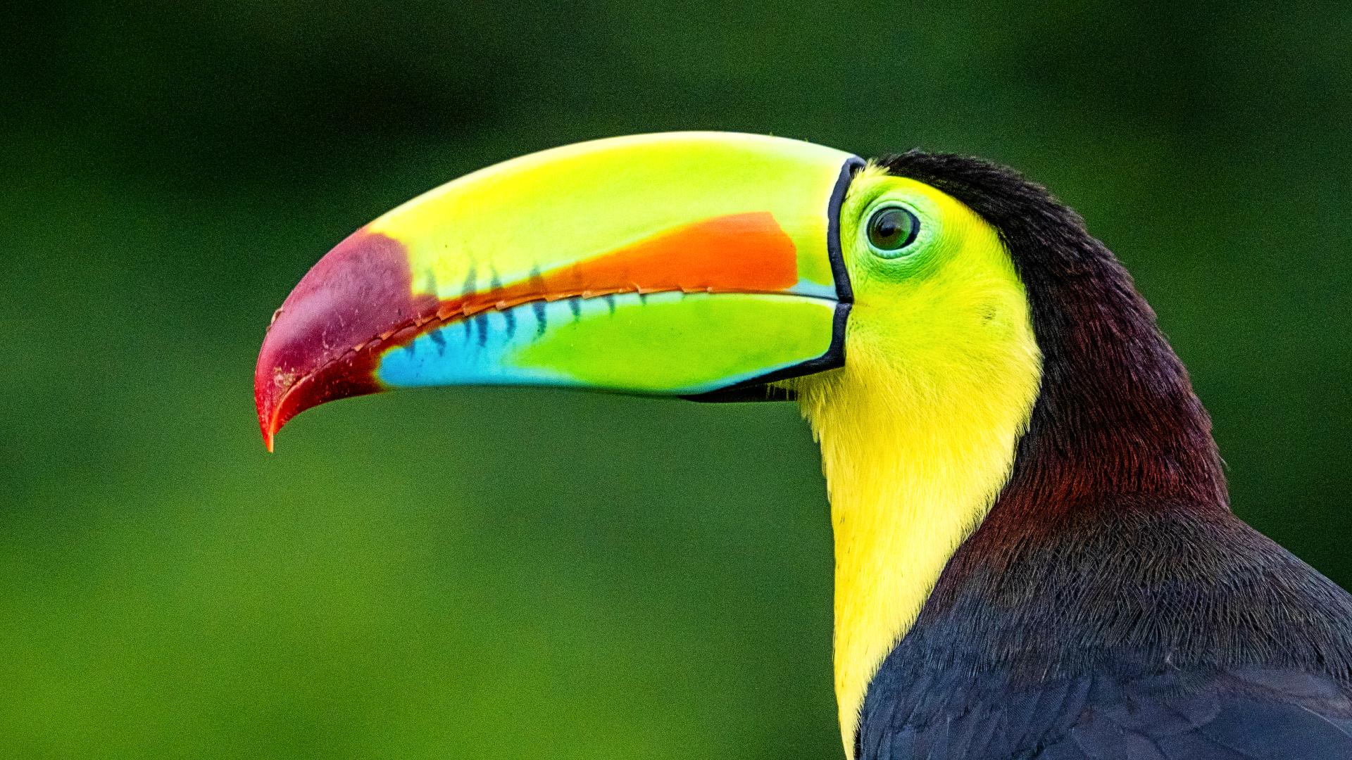 tucan-corcovado Tucán en el Parque Nacional de Corcovado de Costa Rica
