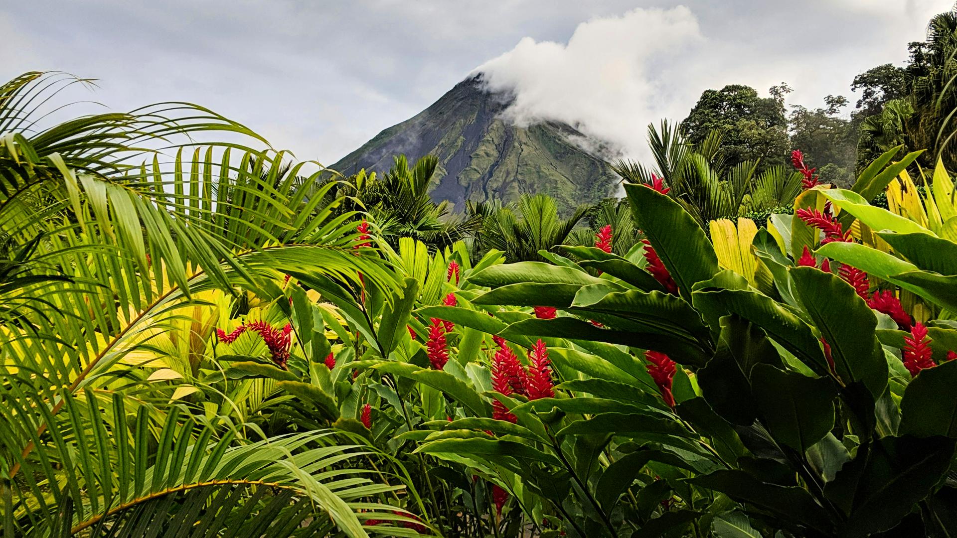 volcan-arenal-flores-rojas-costa-rica El Volcán Arenal rodeado de flores rojas tropicales