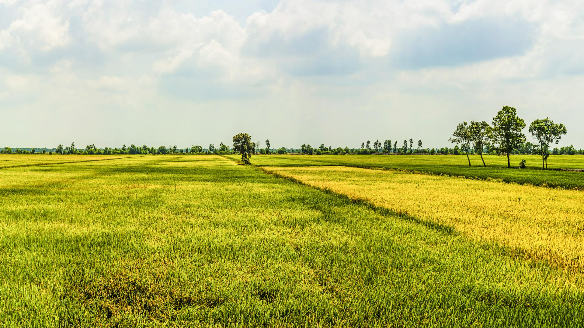 arrozales-delta-mekong-vietnam Campos de arroz del delta del río Mekong en Vietnam