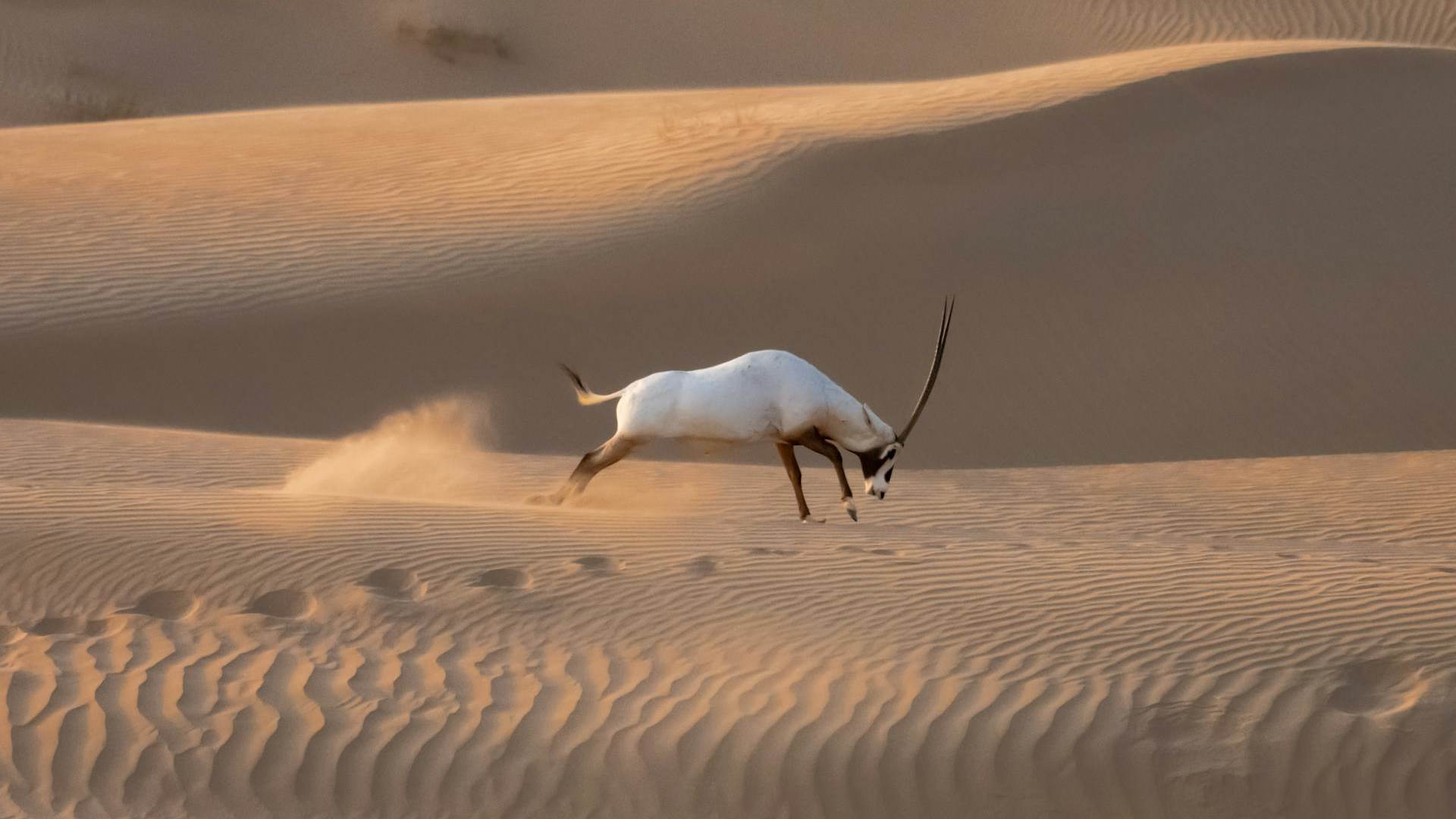 Oryx árabe corriendo por la arena del desierto Oryx árabe corriendo por la arena del desierto